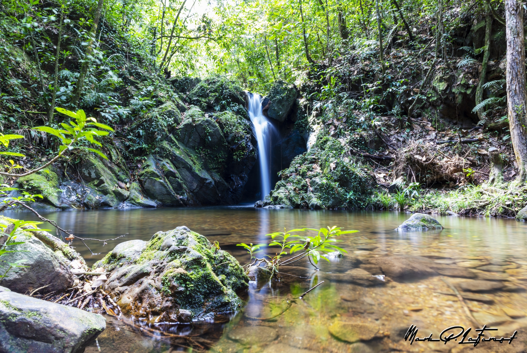 /gallery/central_america/Belize/Stann_Creek/cockscomb np/Cockscomb Basin Forest Reserve 2022-003_med.jpg